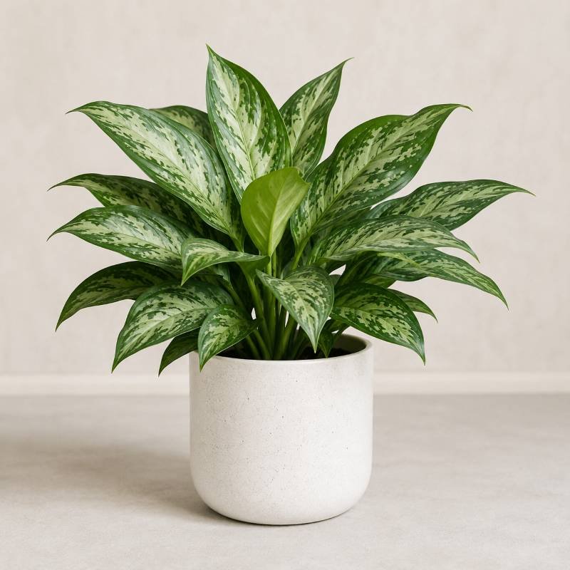 Aglaonema