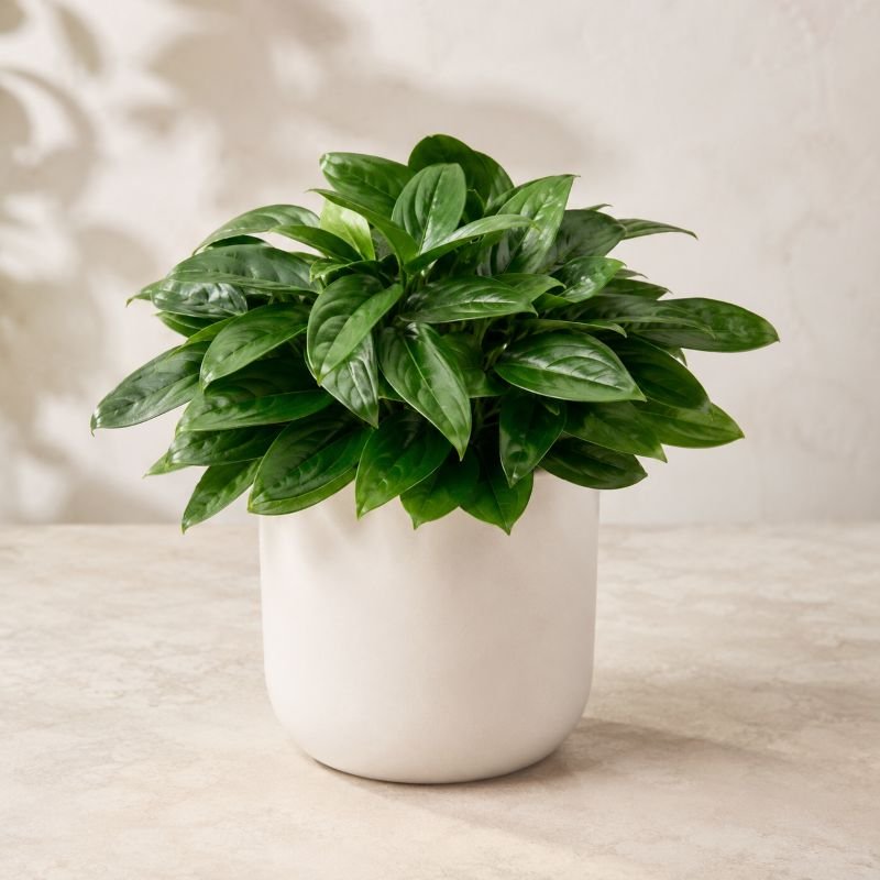 Philodendron Super Atom