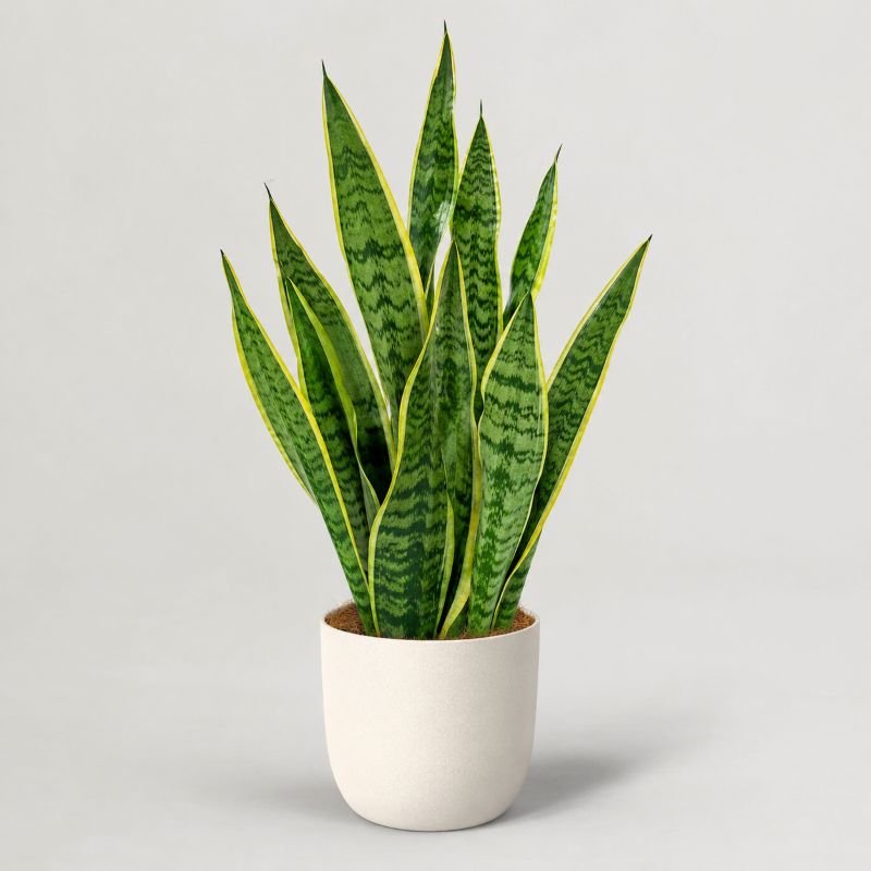 Snake Plant